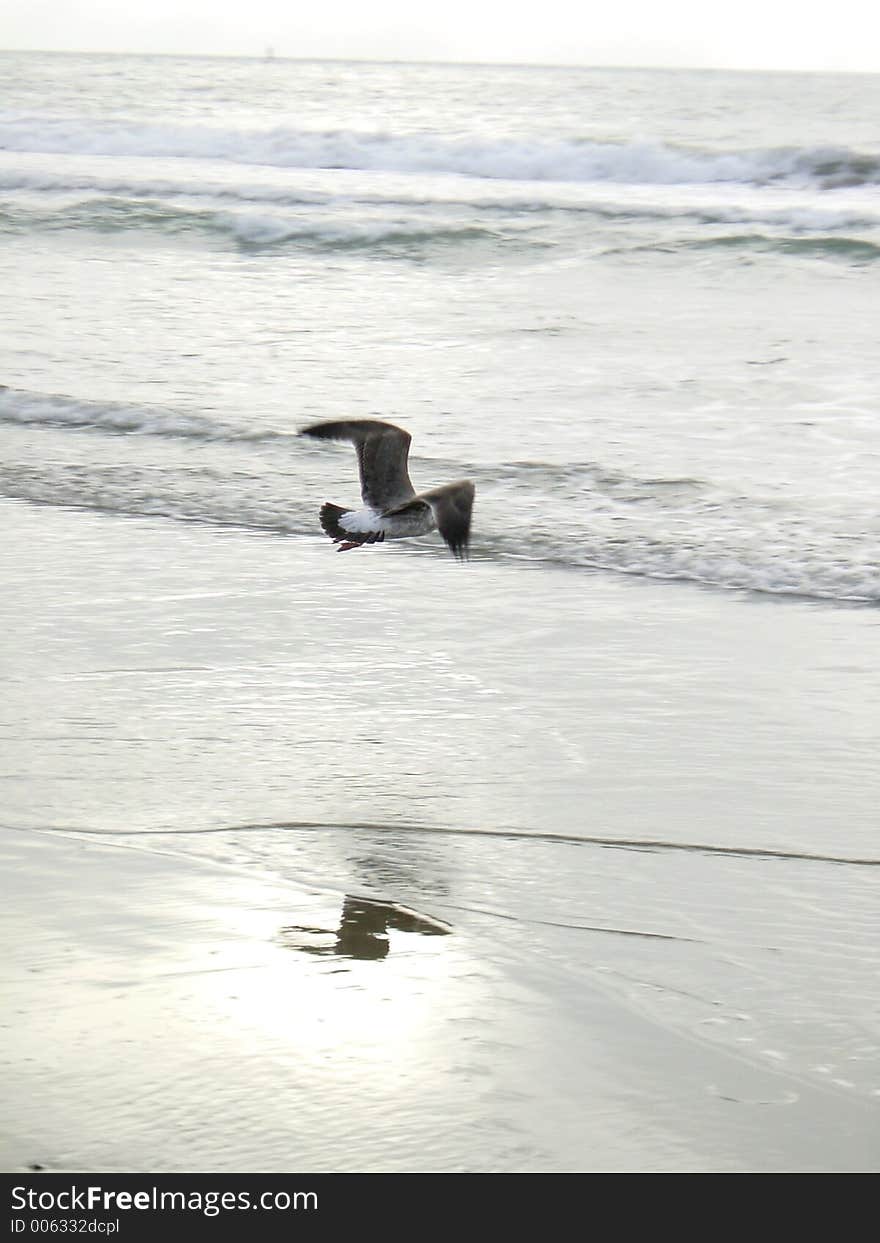 A lonely seagull cruising along a beach south of Santa Cruz, California