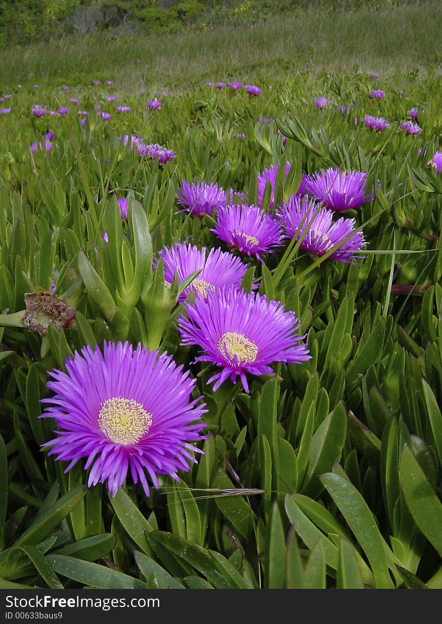 Purple flowers on the coast