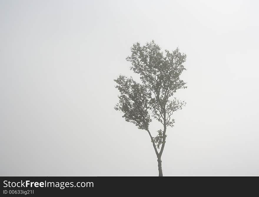 Foggy Landscape