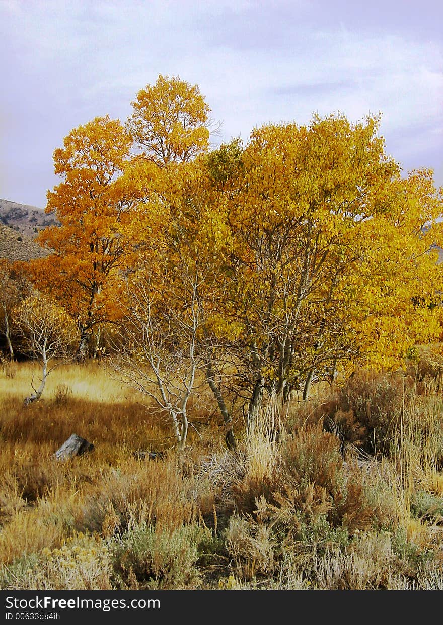 Yosemite fall colors