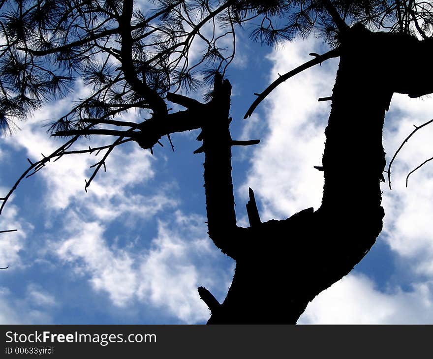 Tree Silhouette