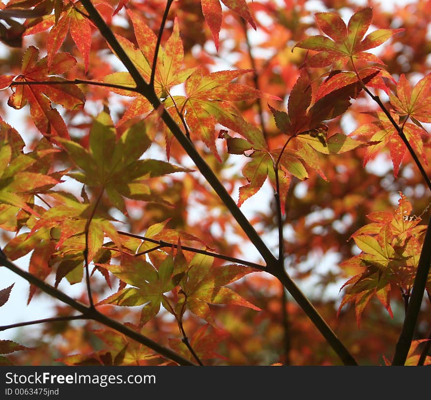 Japanese Maple Tree leaves background. Japanese Maple Tree leaves background