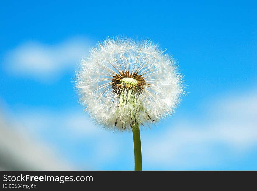 Dandelion