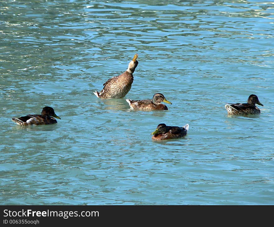 Wild duck in the pond