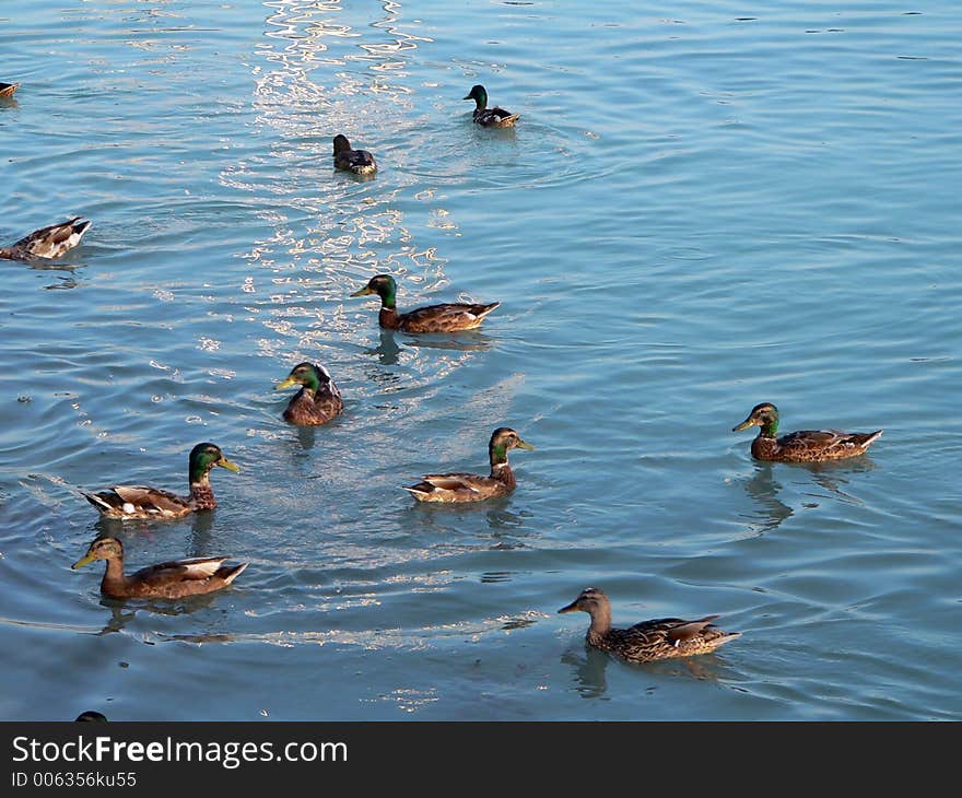 Wild duck in the pond