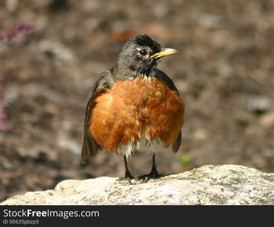 Robin fluffing it s feathers