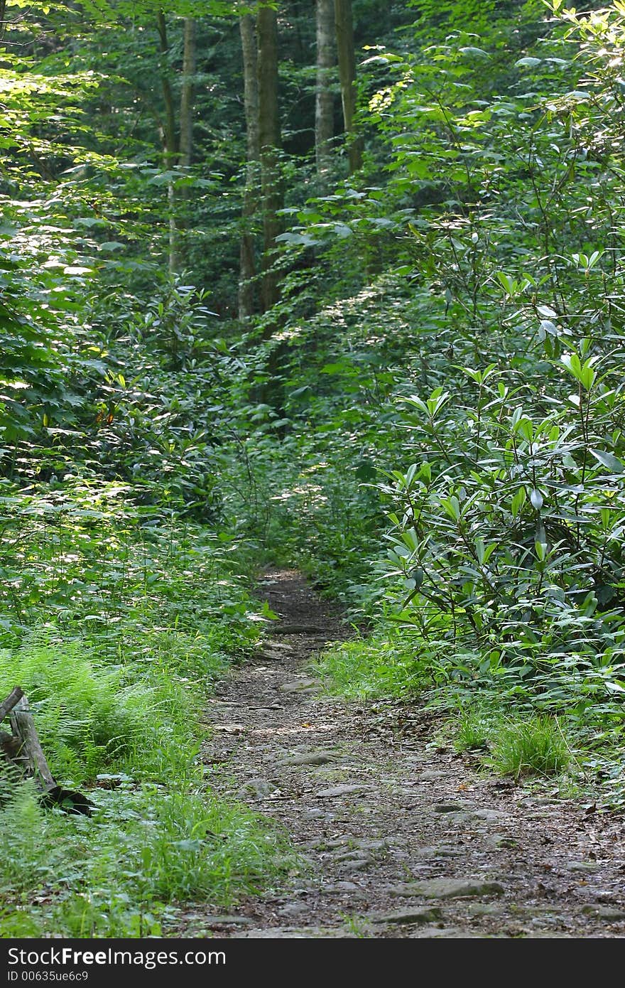 A path in the woods with mottled sunlight. A path in the woods with mottled sunlight.