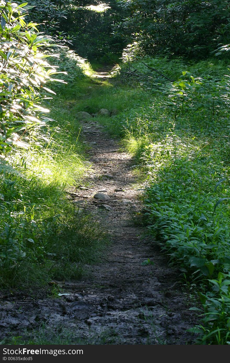 A path in the woods with mottled sunlight. A path in the woods with mottled sunlight.