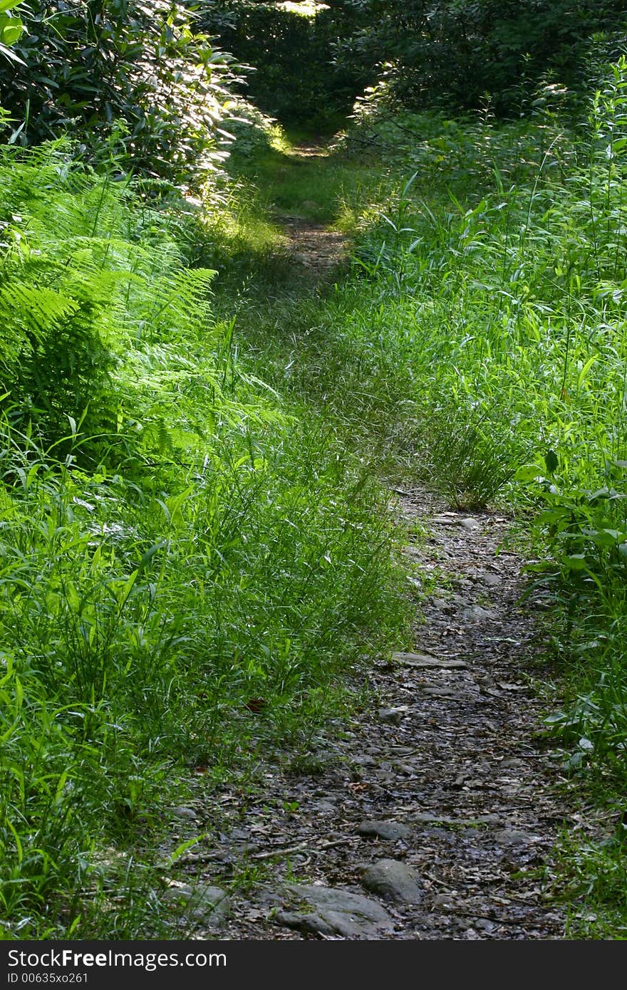 A path in the woods with mottled sunlight. A path in the woods with mottled sunlight.