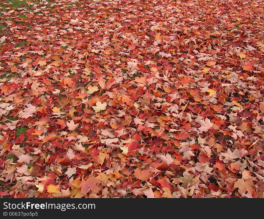 A carpet of orange leaves cover the ground.