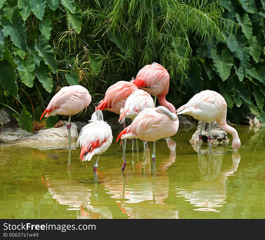 A group of flamingos drinking water. A group of flamingos drinking water