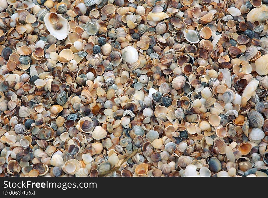 Sea shells