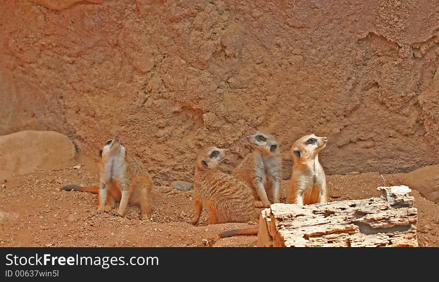 A group of meerkat suricato called a mob