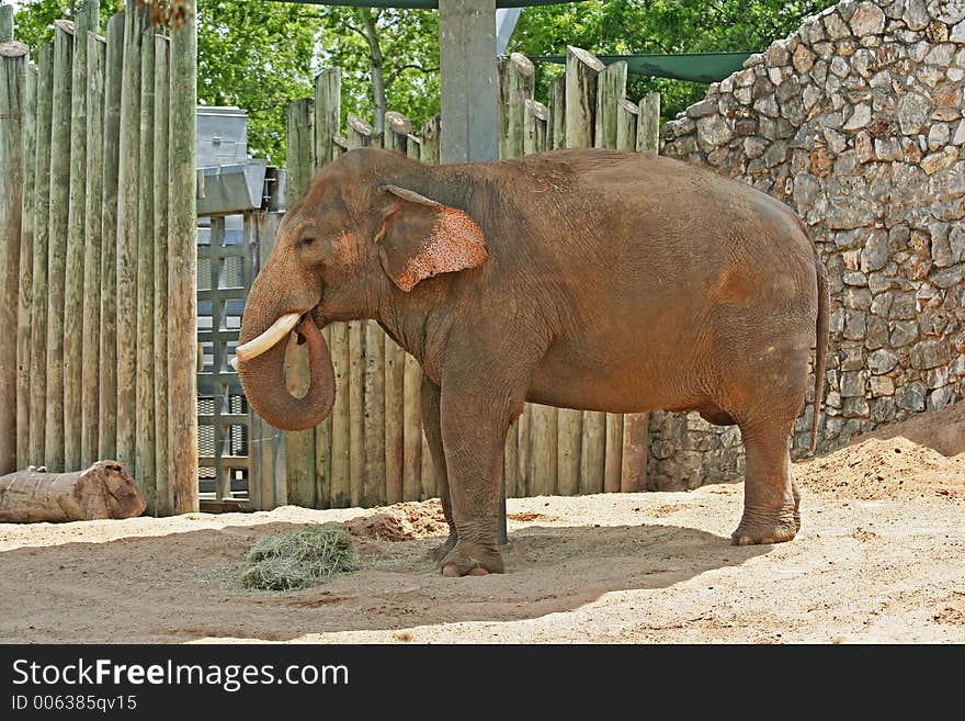 Adult Elephants