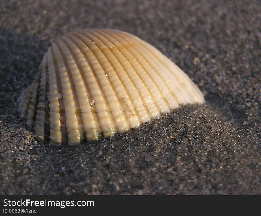 Pretty seashell lit by early morning light on the shore of Myrtle Beach, SC. Pretty seashell lit by early morning light on the shore of Myrtle Beach, SC.