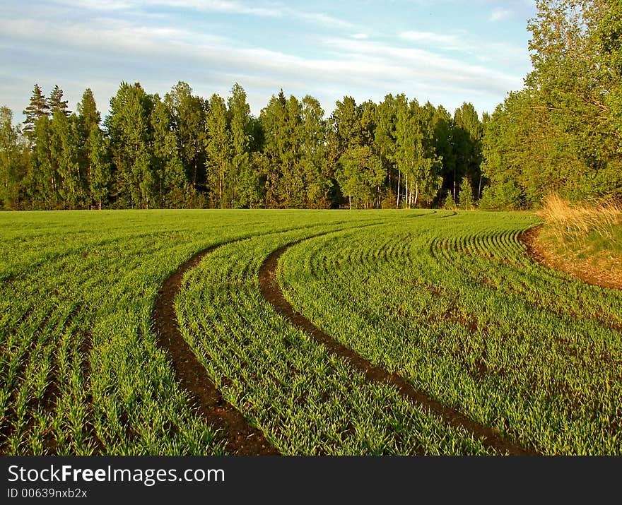 Field wakes for the big harvest. Field wakes for the big harvest