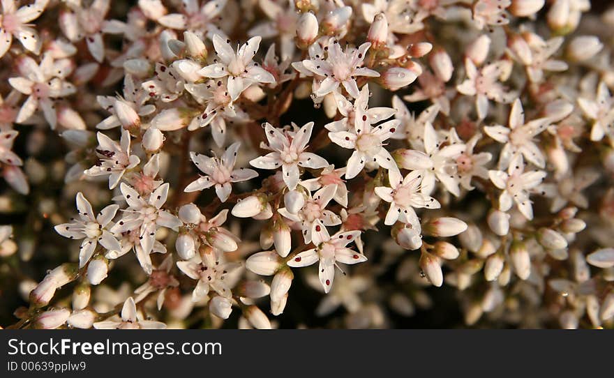 Flowers in the garden