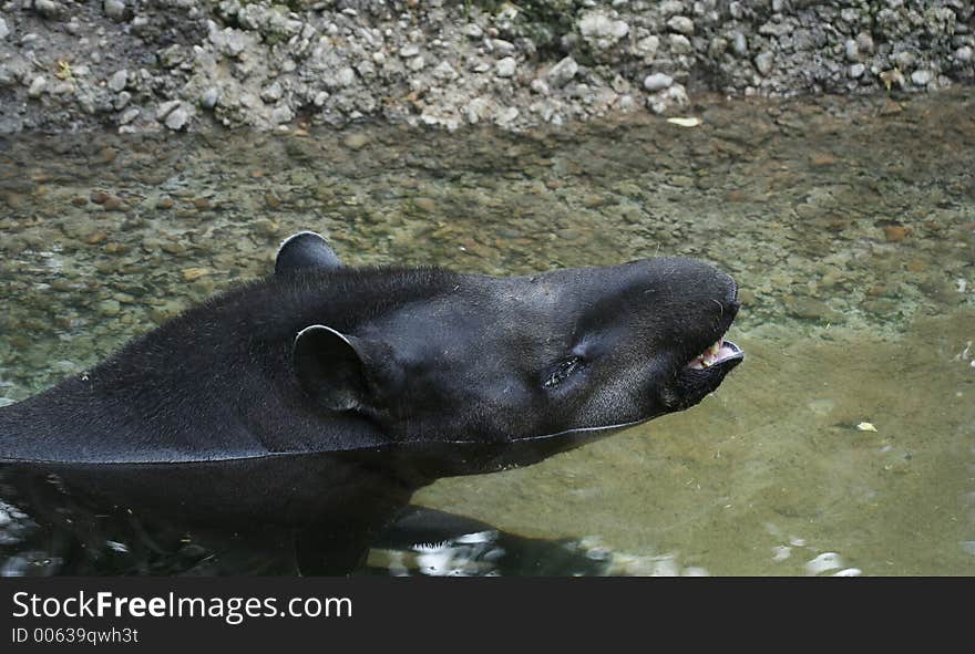 Brazilian Tapir Swimming