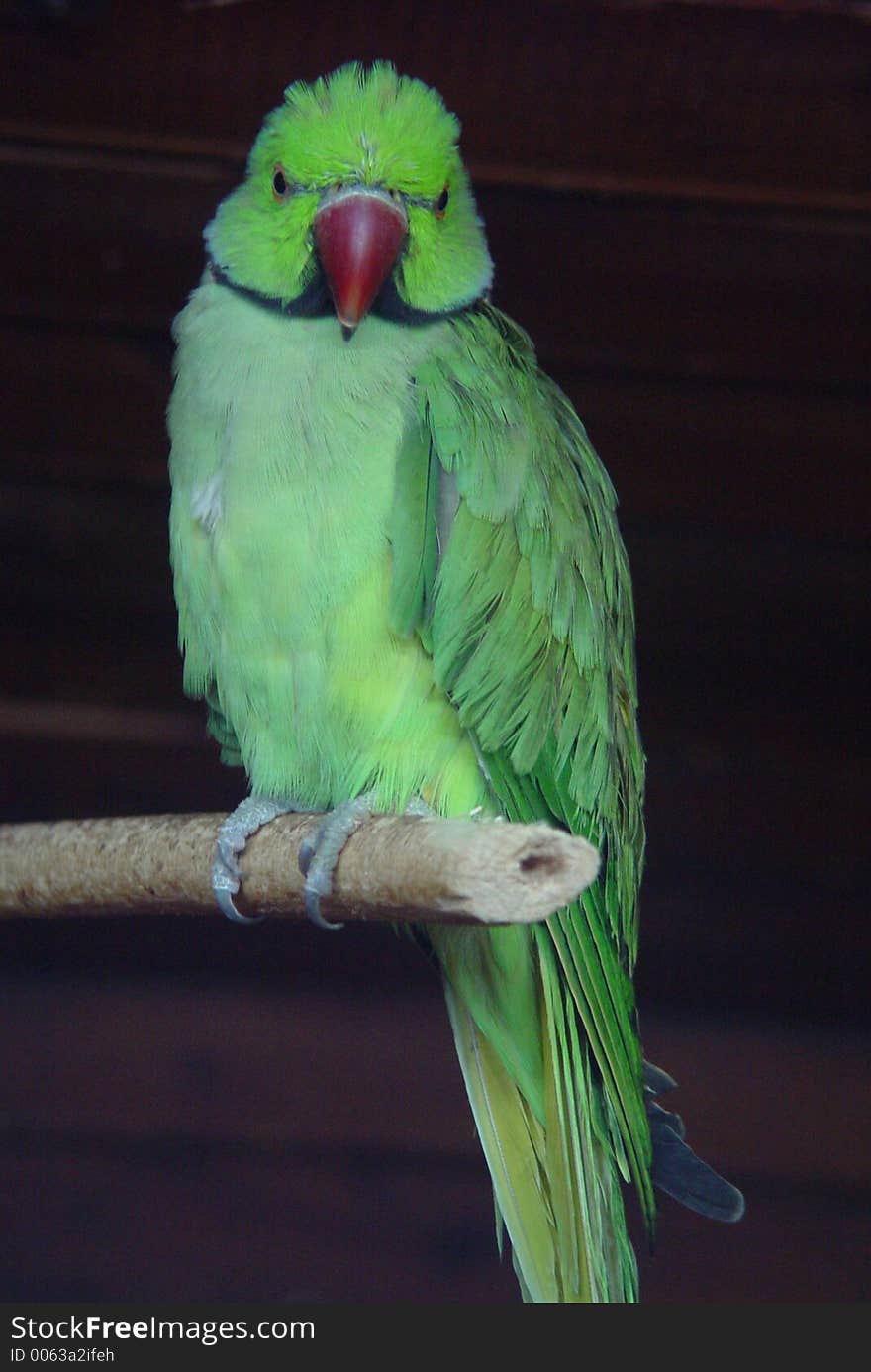 Parrot