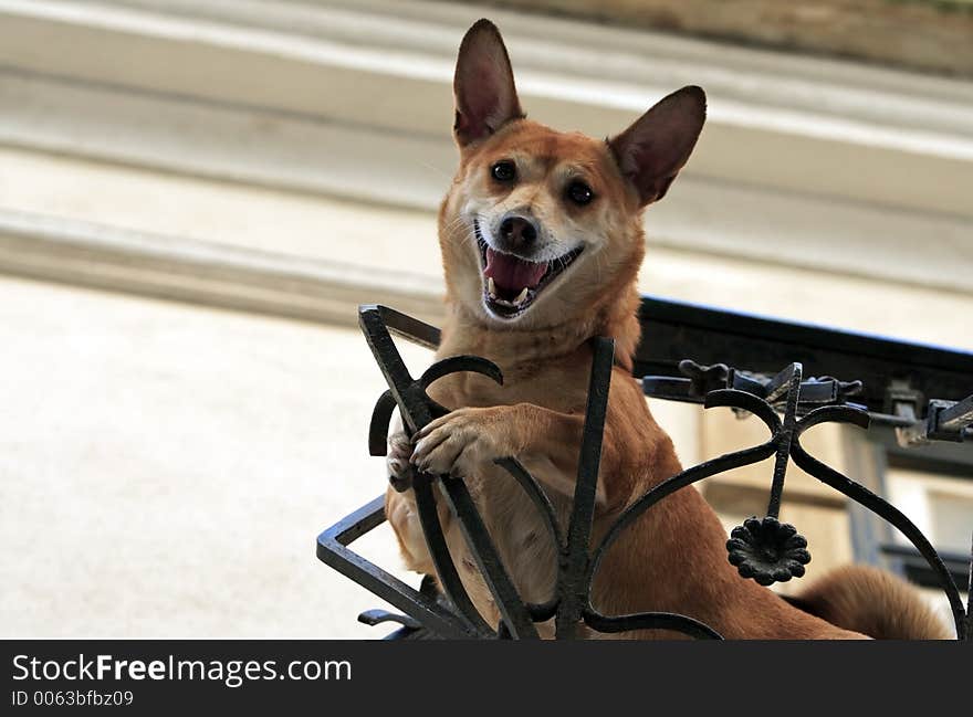 Dog in the balcony. Dog in the balcony