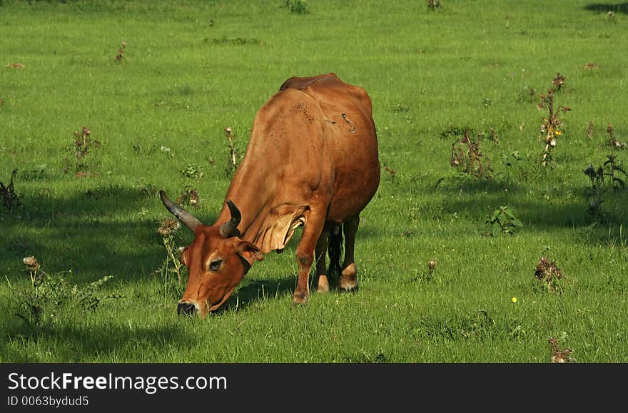 Bull eating with noon lighting