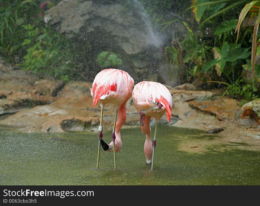 In-love flamingos playing in rain. In-love flamingos playing in rain