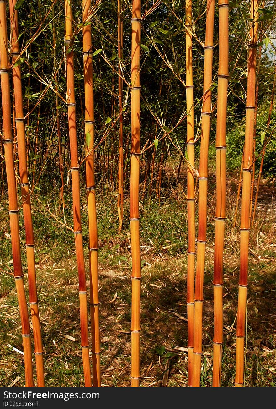 Bamboo growing. Bamboo growing