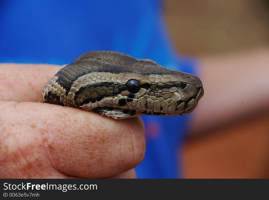 African Rock Python