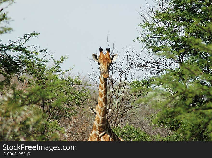 Head of giraffe in the bush