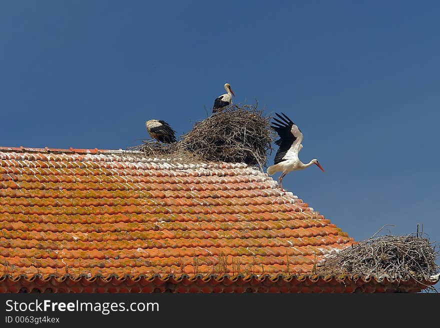 Storks in the nest