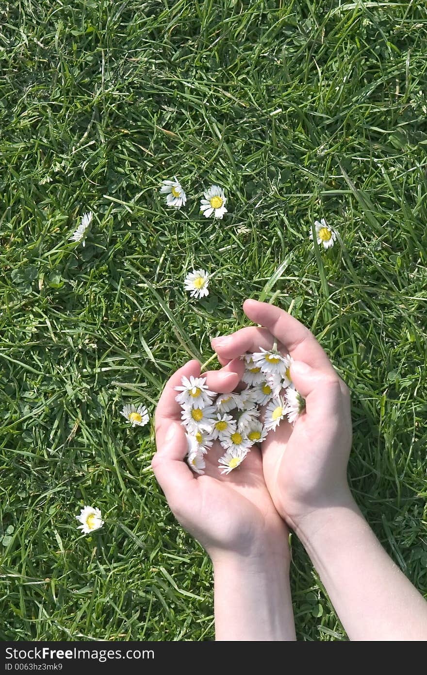 Summer Daisies 3