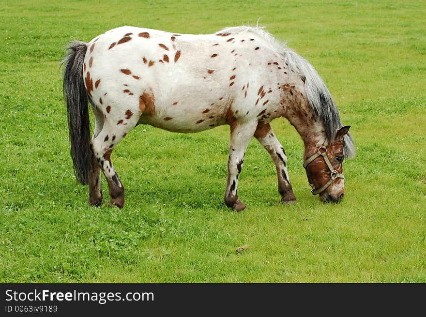 White horse. White horse