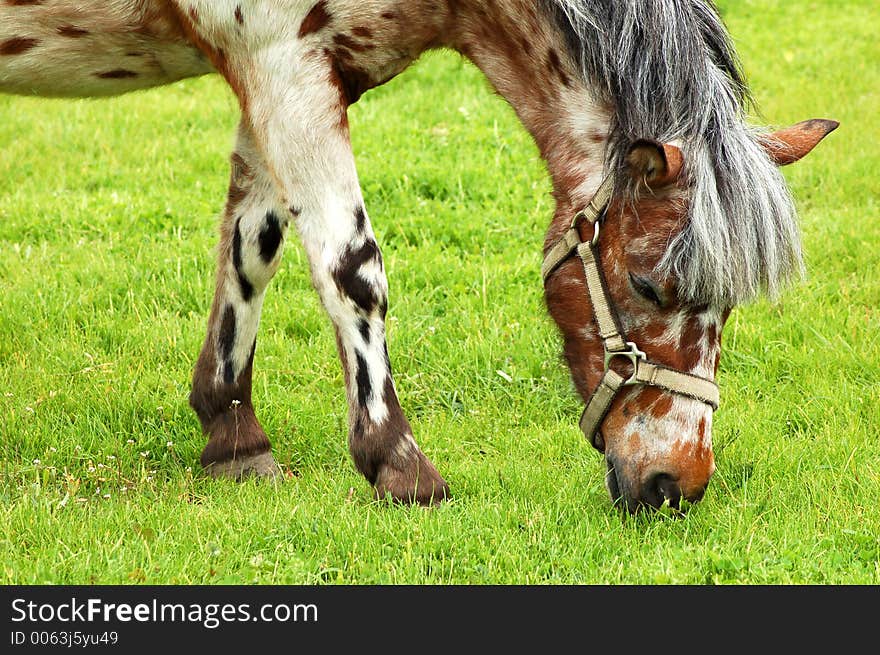 White horse on grass. White horse on grass