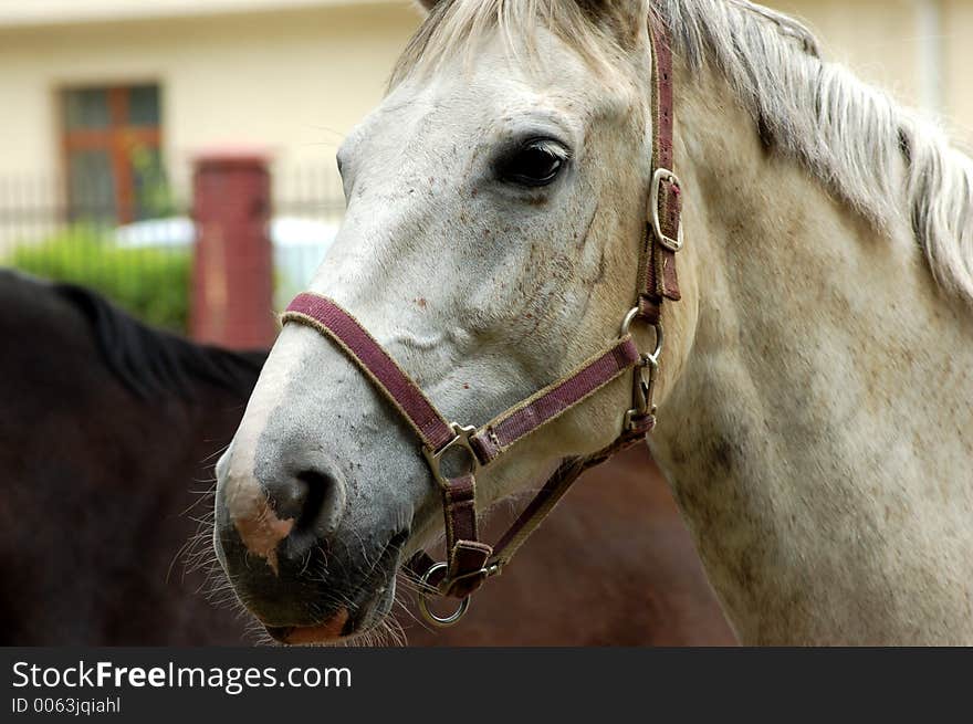 Face of white adult horse. Face of white adult horse