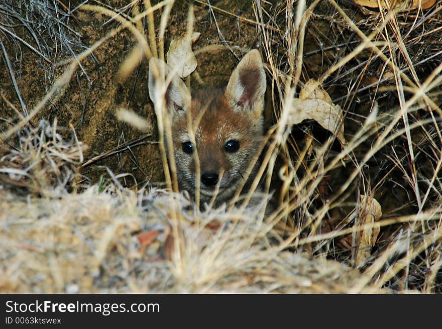 Little fox hiding in the grass