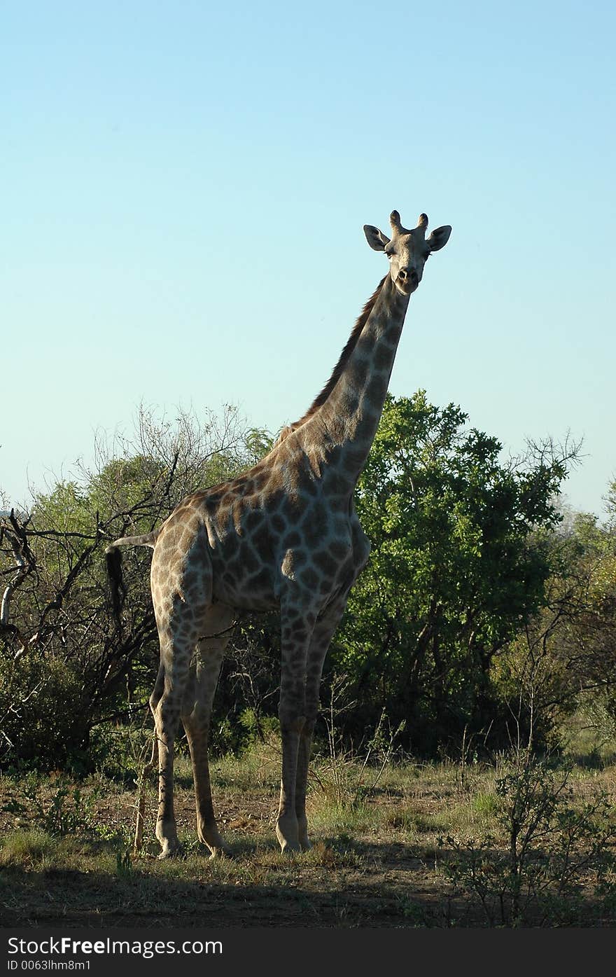 Giraffe on the bush background