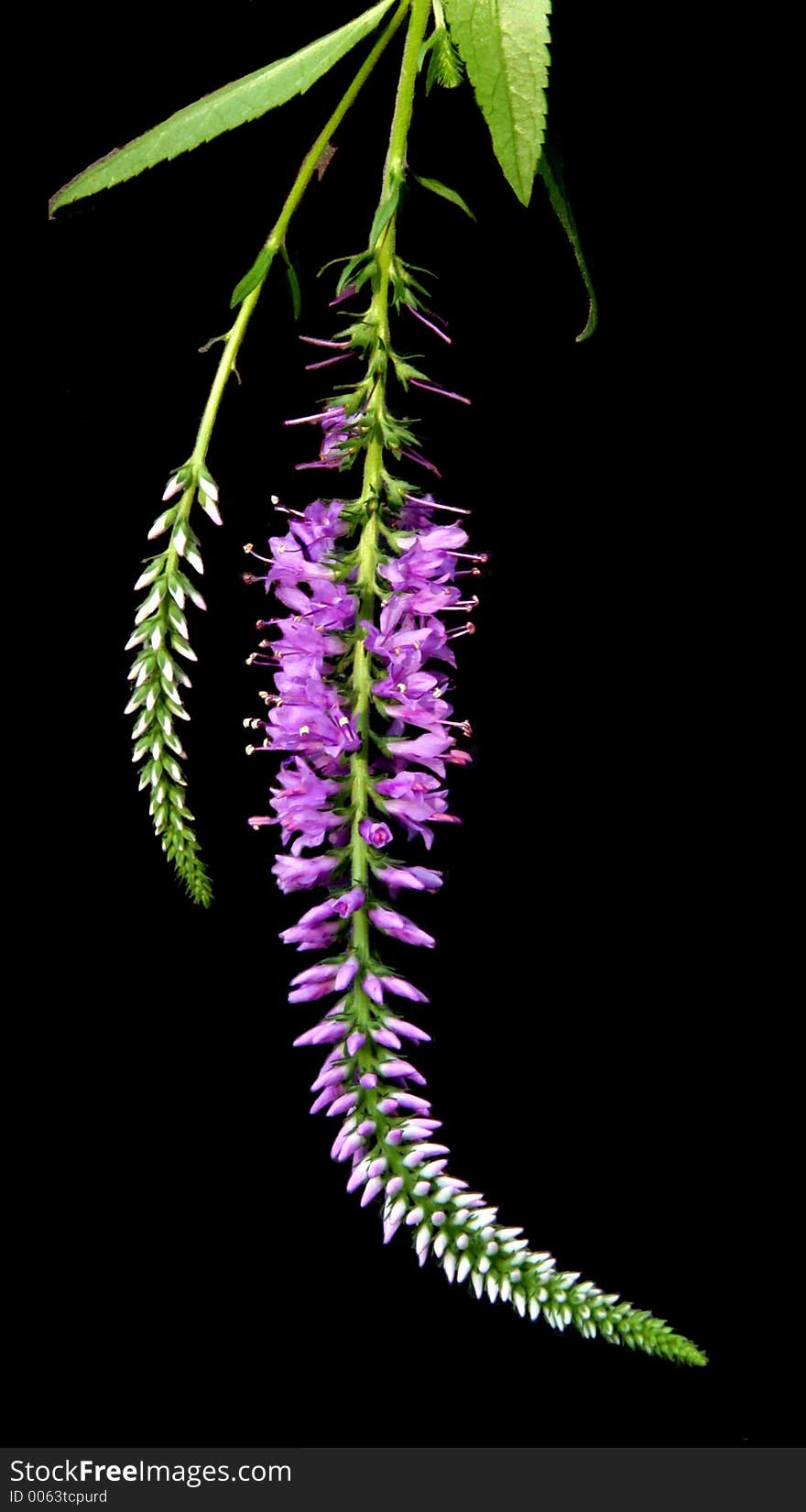 Isolated view of a purple veronica flower stem. Isolated view of a purple veronica flower stem