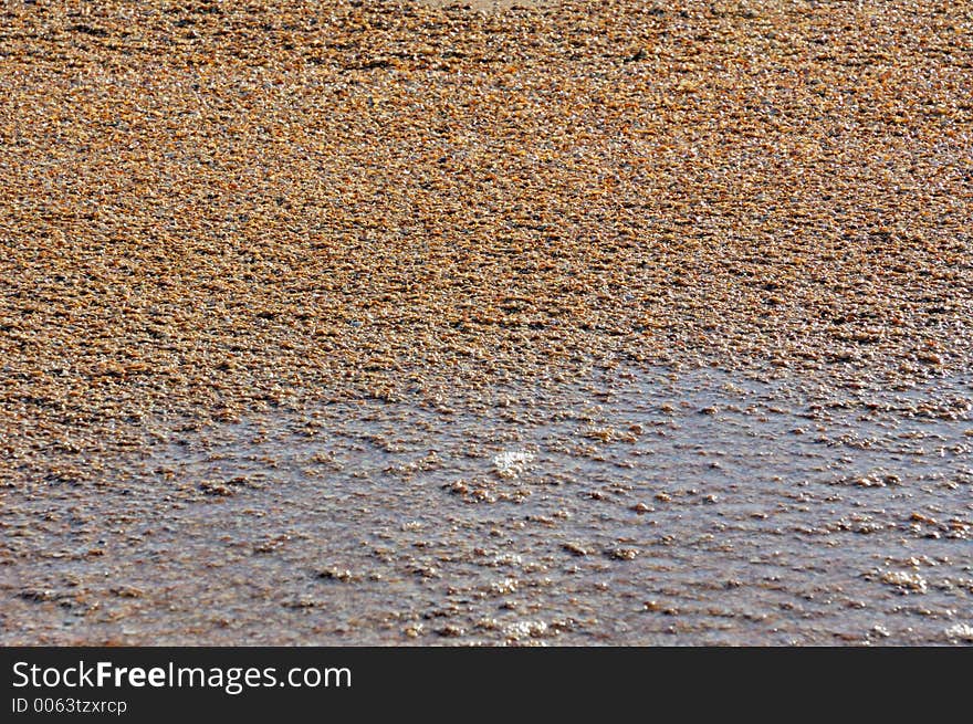 Sea shells and water