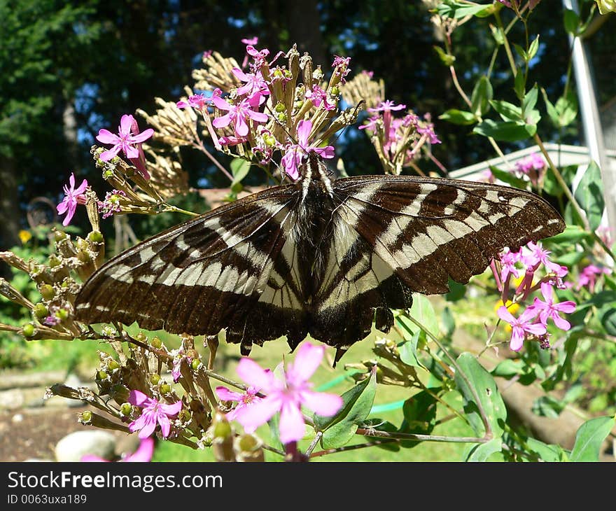 A butterfly on a flower. A butterfly on a flower.