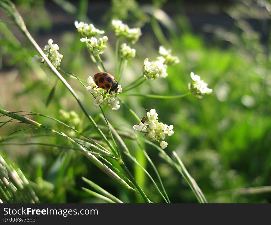 Ladybird