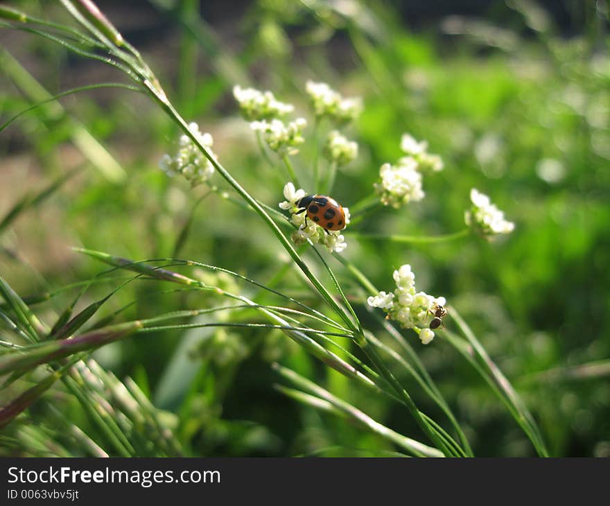 A Ladybird in the grass