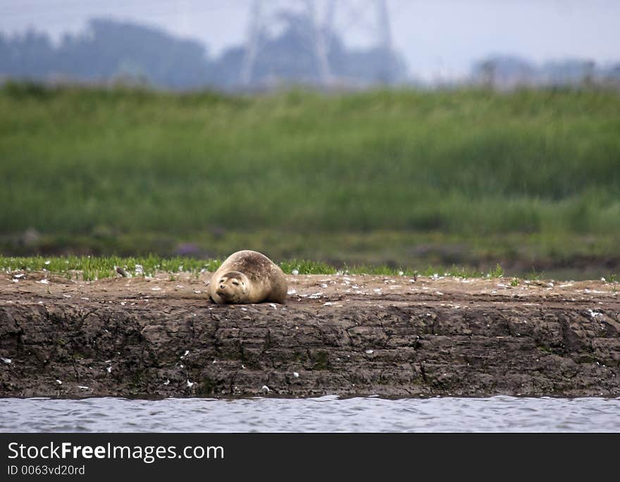 This shot of a common seal resting on a sand bank was captured at Seal Sands, Hartlepool, England, Uk. This shot of a common seal resting on a sand bank was captured at Seal Sands, Hartlepool, England, Uk.