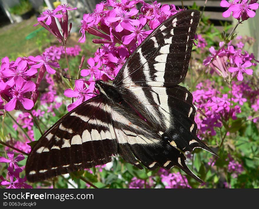 Pale Tiger Swallowtail