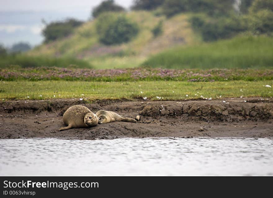 Common Seal with Pup