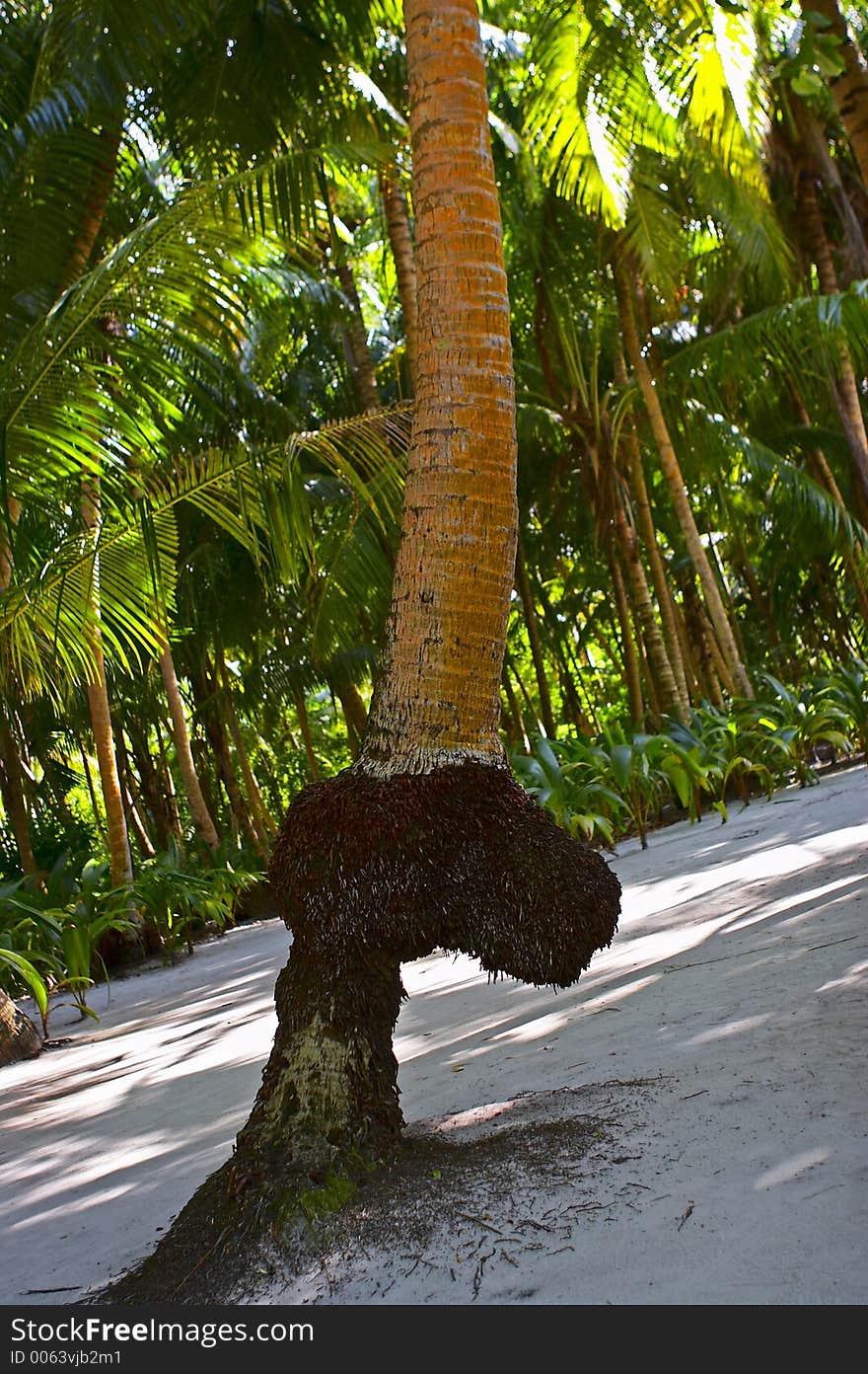 funny looking Palm tree