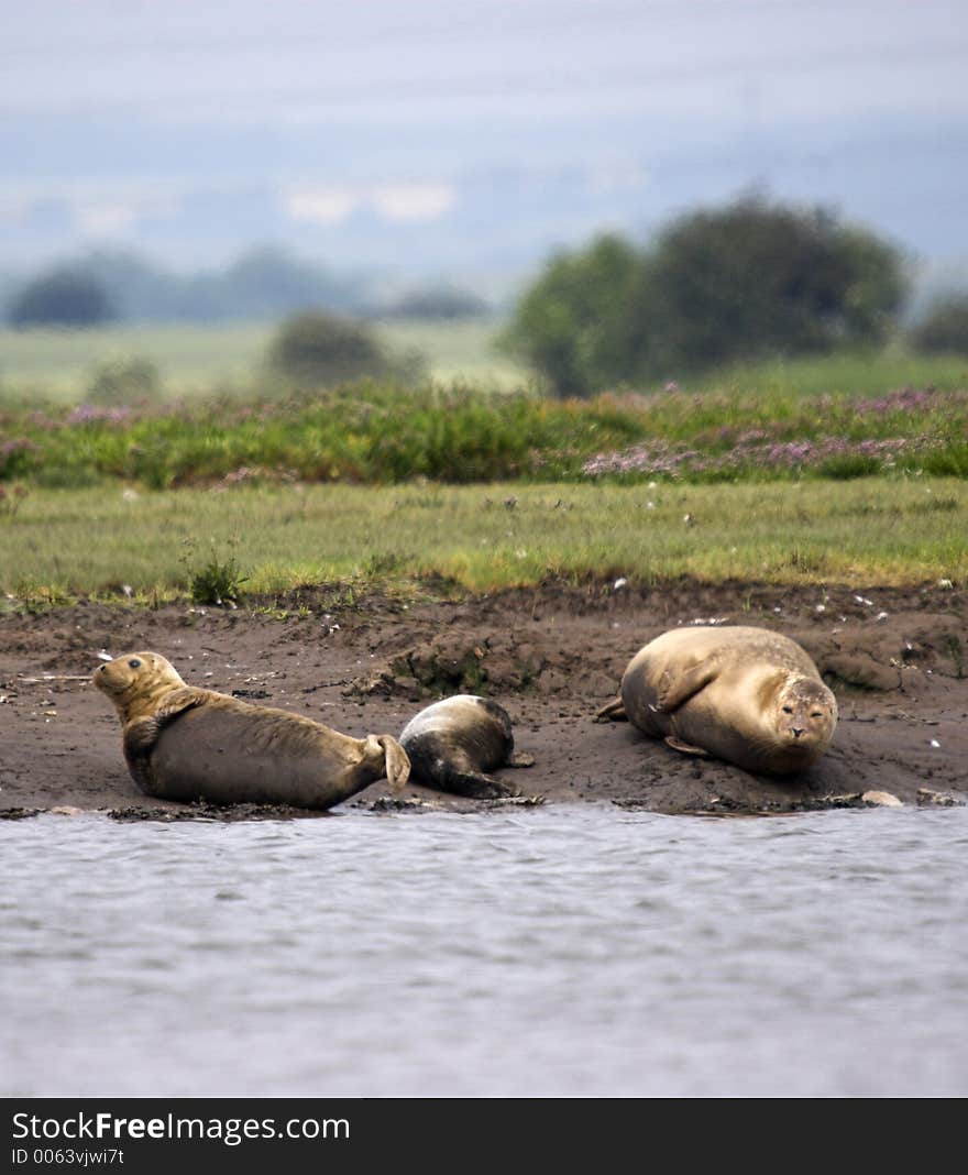 This shot of a family of Harbour Seals was captured at Seal Sands, Hartlepool, England, UK.