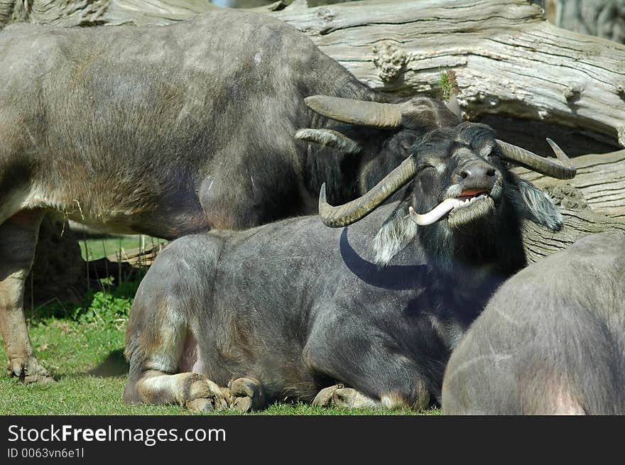 Buffalo with a big wet tongue. Buffalo with a big wet tongue