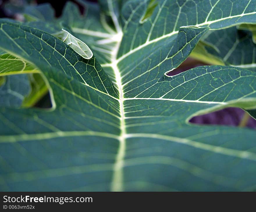 Hi-way Leaf Pattern