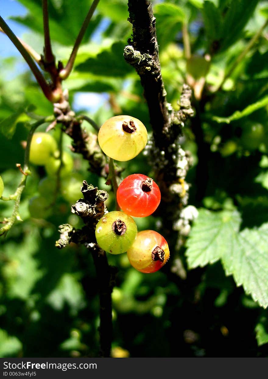 Growing ripe. Growing ripe