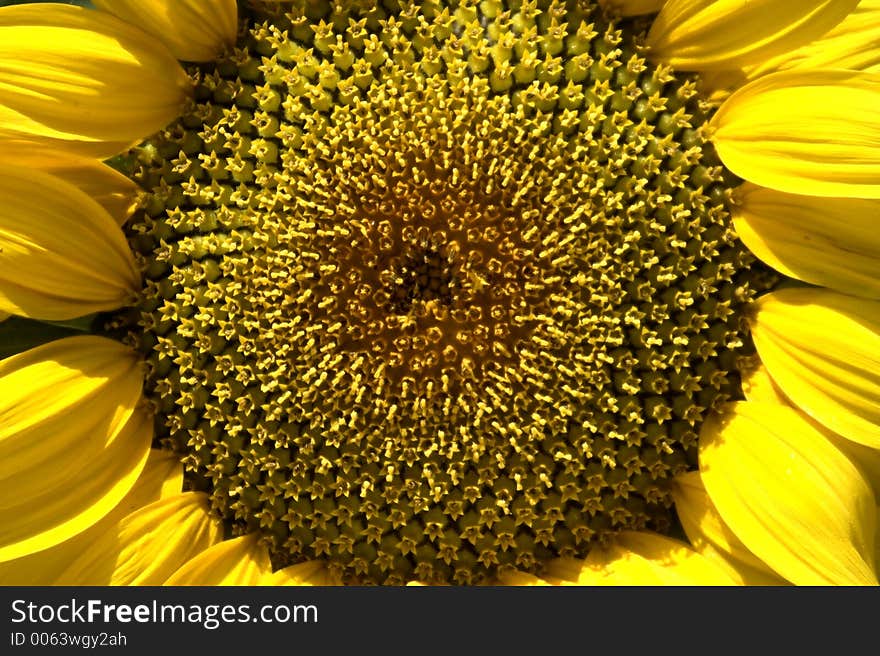 Sunflower in beautifull light